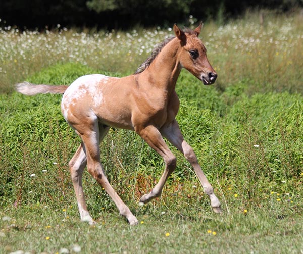 Filly by Skip's Supreme out of Cayuse Scratch Me First