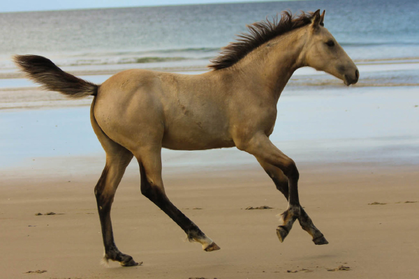 Filly by Appaloosa / Sportaloosa stallion Mighty Luminous