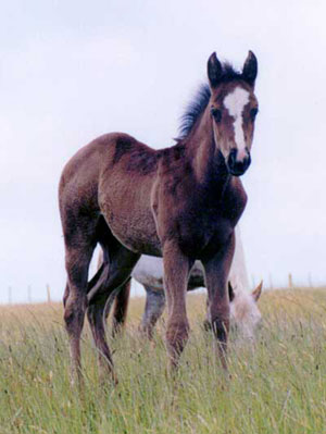 Appaloosa / Quarter Horse filly